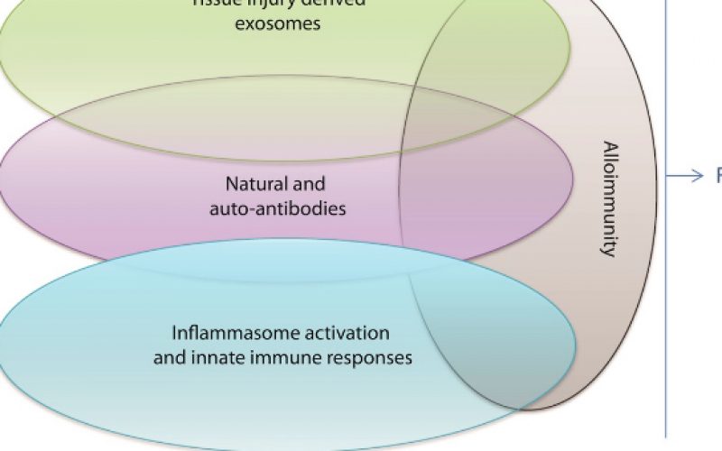 New Answers to Old Conundrums: What Antibodies, Exosomes and Inflammasomes Bring to the Conversation. Canadian National Transplant Research Program International Summit Report
