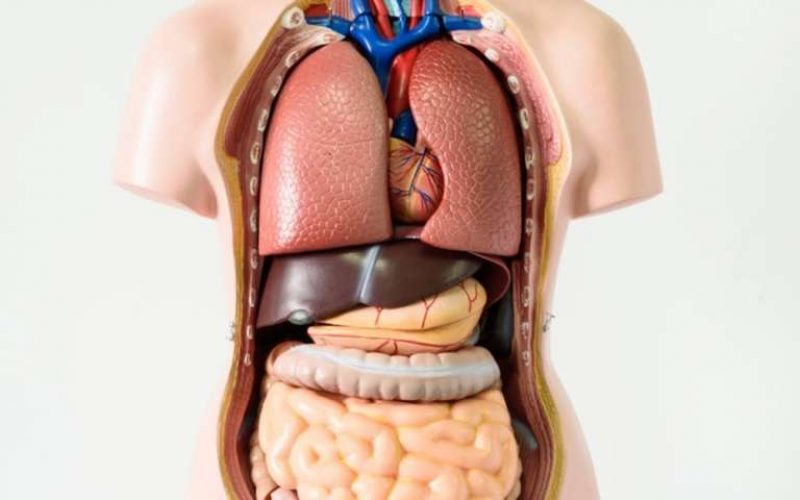 España encabeza la donación de órganos en todo el mundo, con el 6% del total y el 20% de la UE