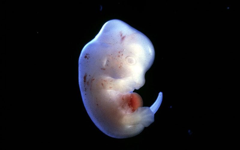Japan approves first human-animal embryo experiments